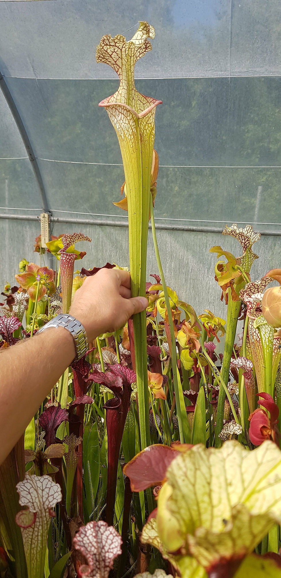 Thumbnail: Sarracenia Leucophylla 'Titan' x Moorei 'Leah Wilkerson' (OBH36)