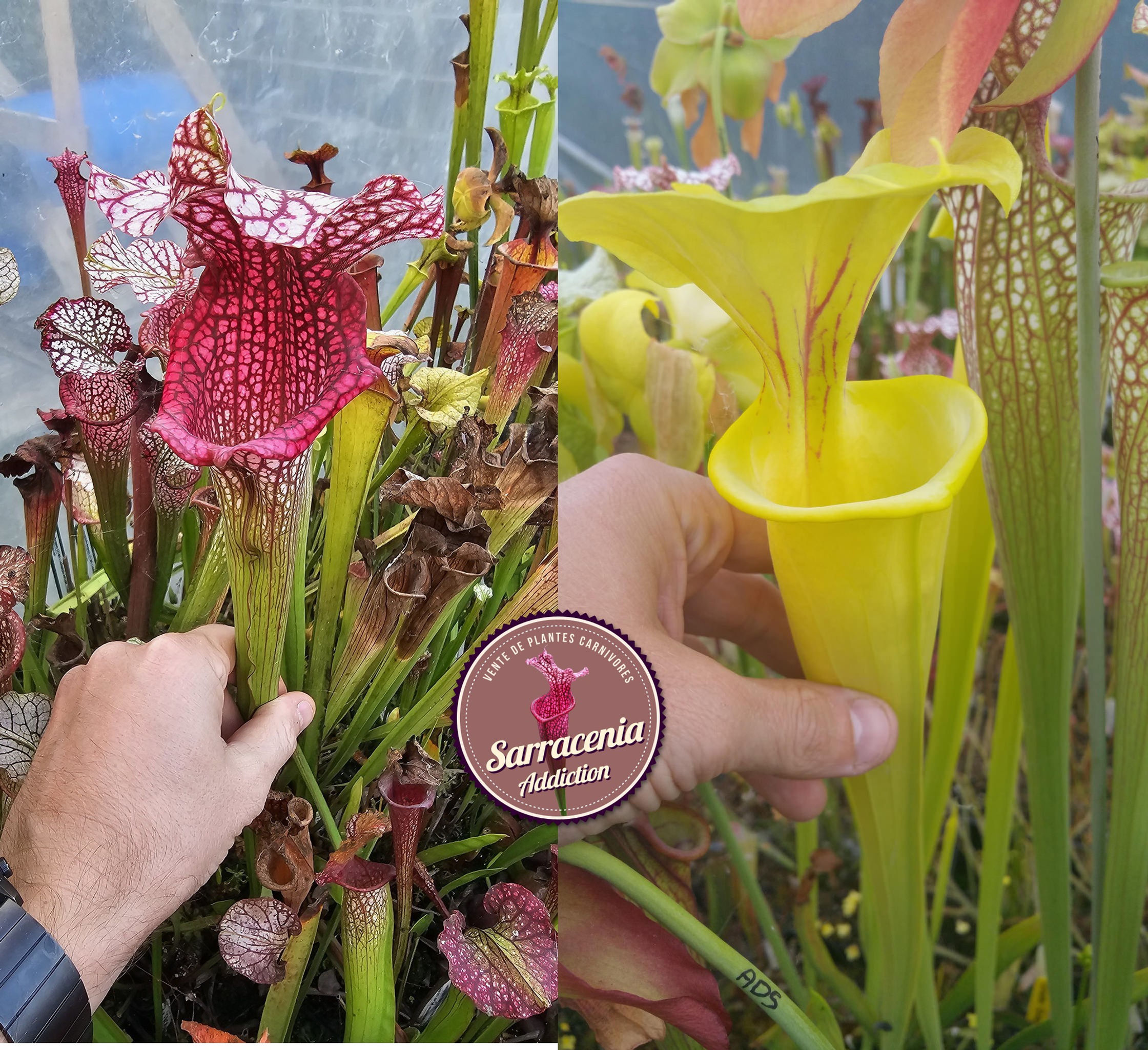 14) Sarracenia seeds 2024-2025 / carnivorous plants rare