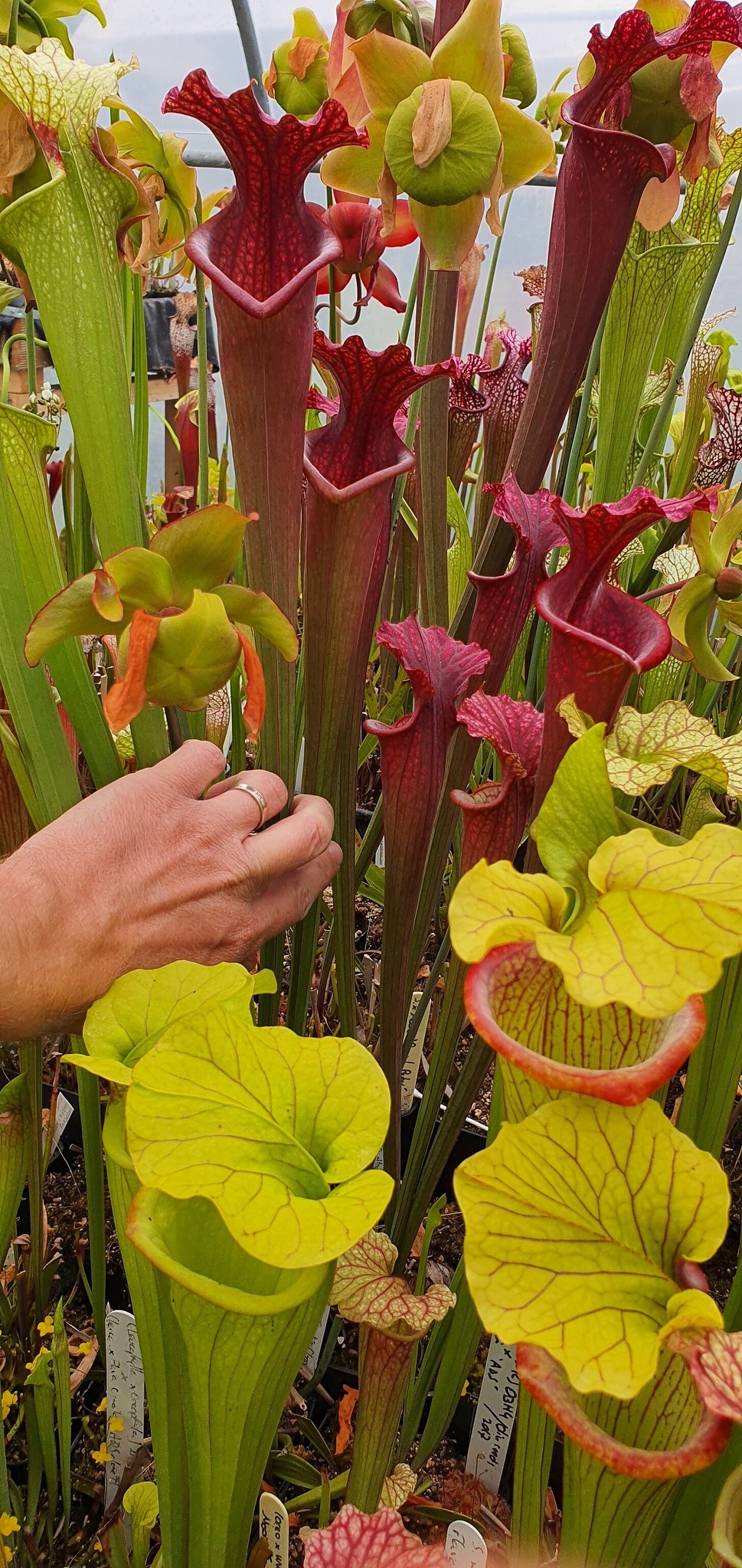 Sarracenia x Moorei OBH57 (Flava Atrop. X Leuco Alba L09 MK)