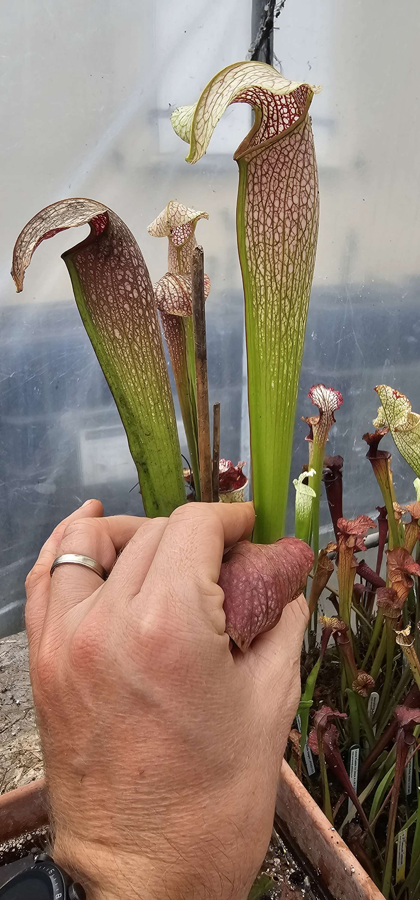 Areolata White Knight X Minor Okee giant, clone 2 ; (OBH154)