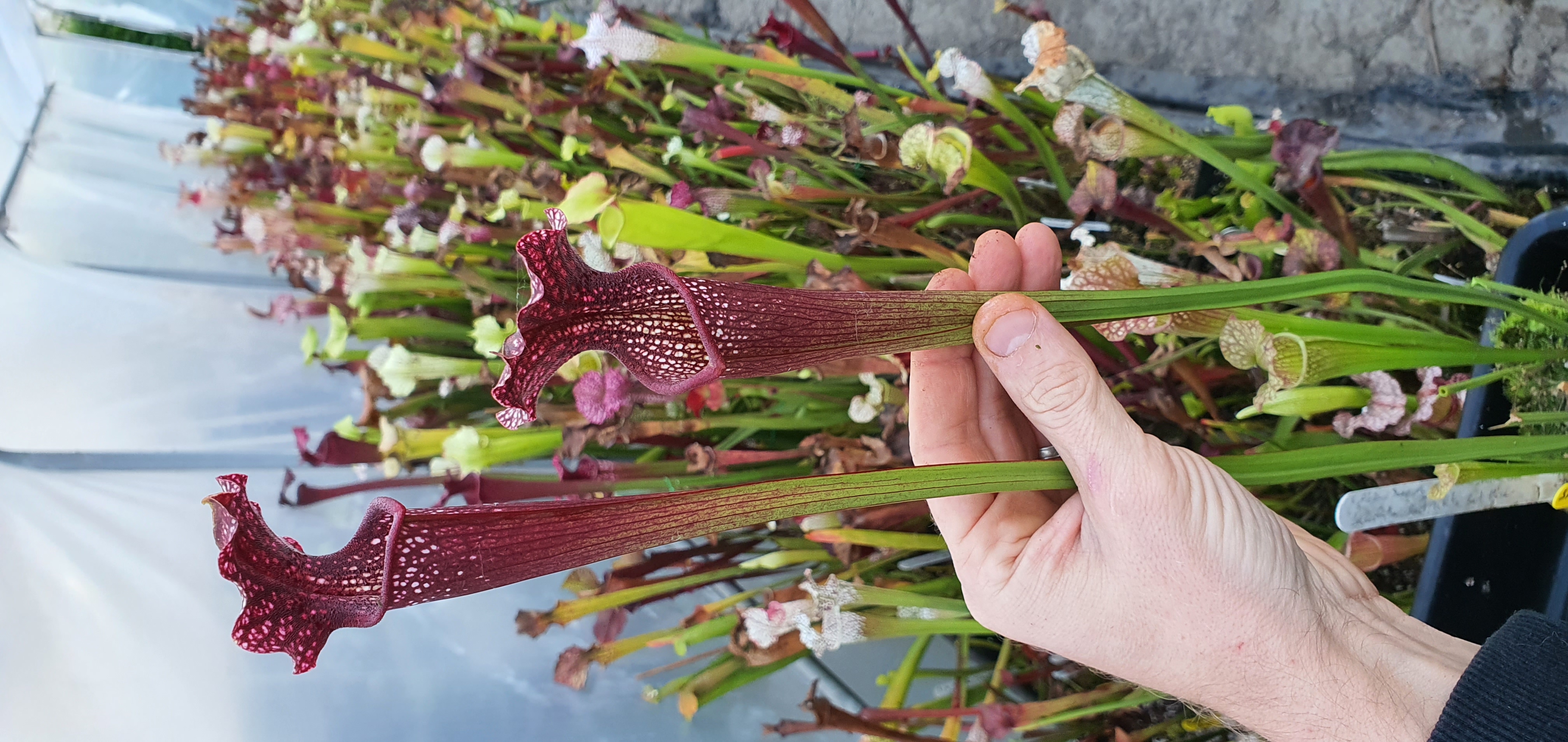 Sarracenia Alata deep maroon throat white lid x Leuco red white Bert Blez SA223