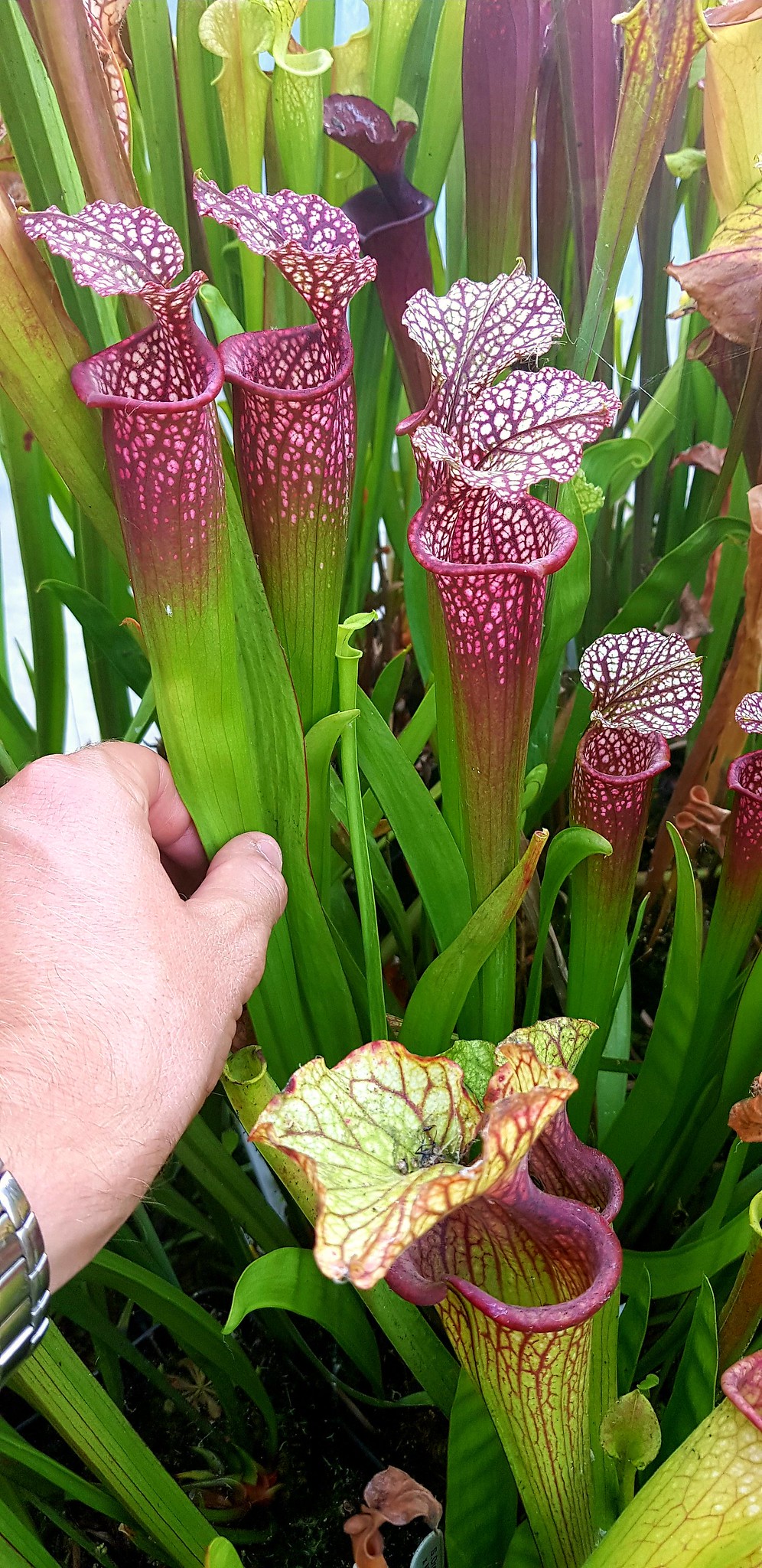 Sarracenia Leucophylla Helmuts Delight x Moorei Red (OBH18)