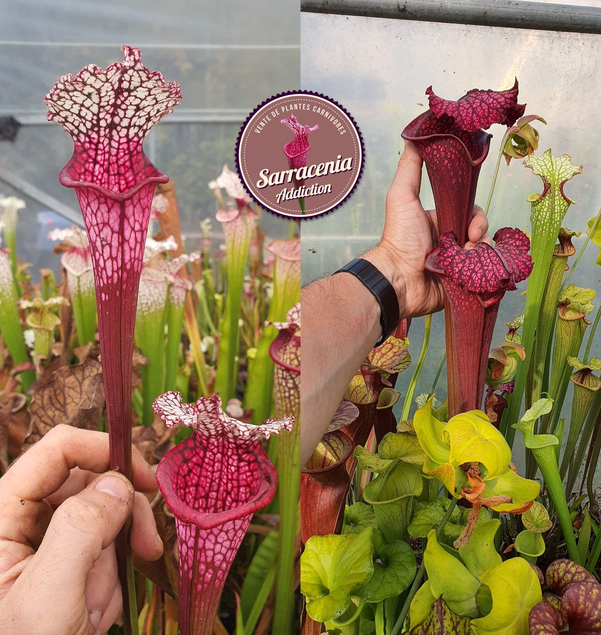 111) Sarracenia seeds 2025-2026 / carnivorous plants rare