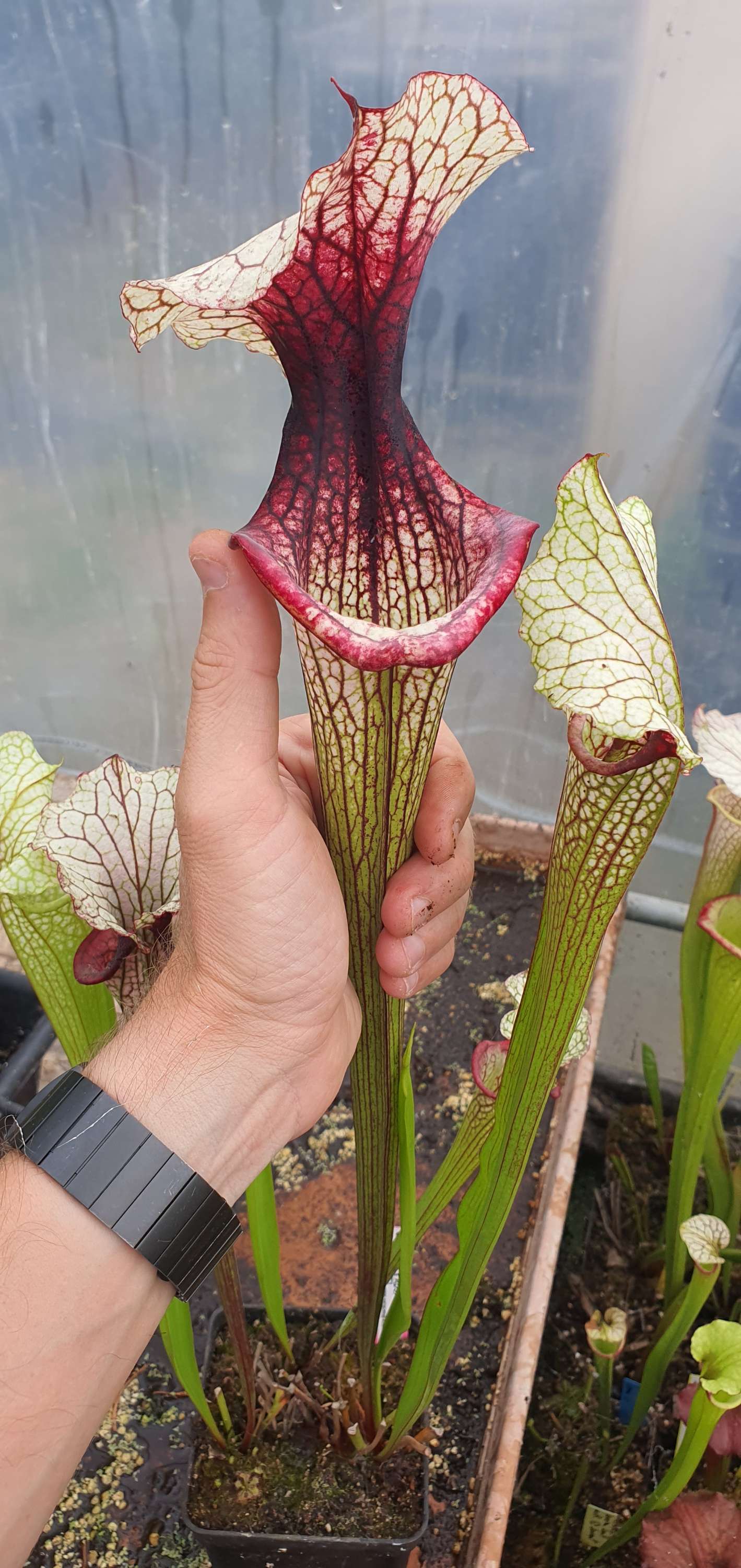 Sarracenia OBH130 =(Oreophila x Wilkerson's WK, OBH4) X (LW x ADS) clone A, MS
