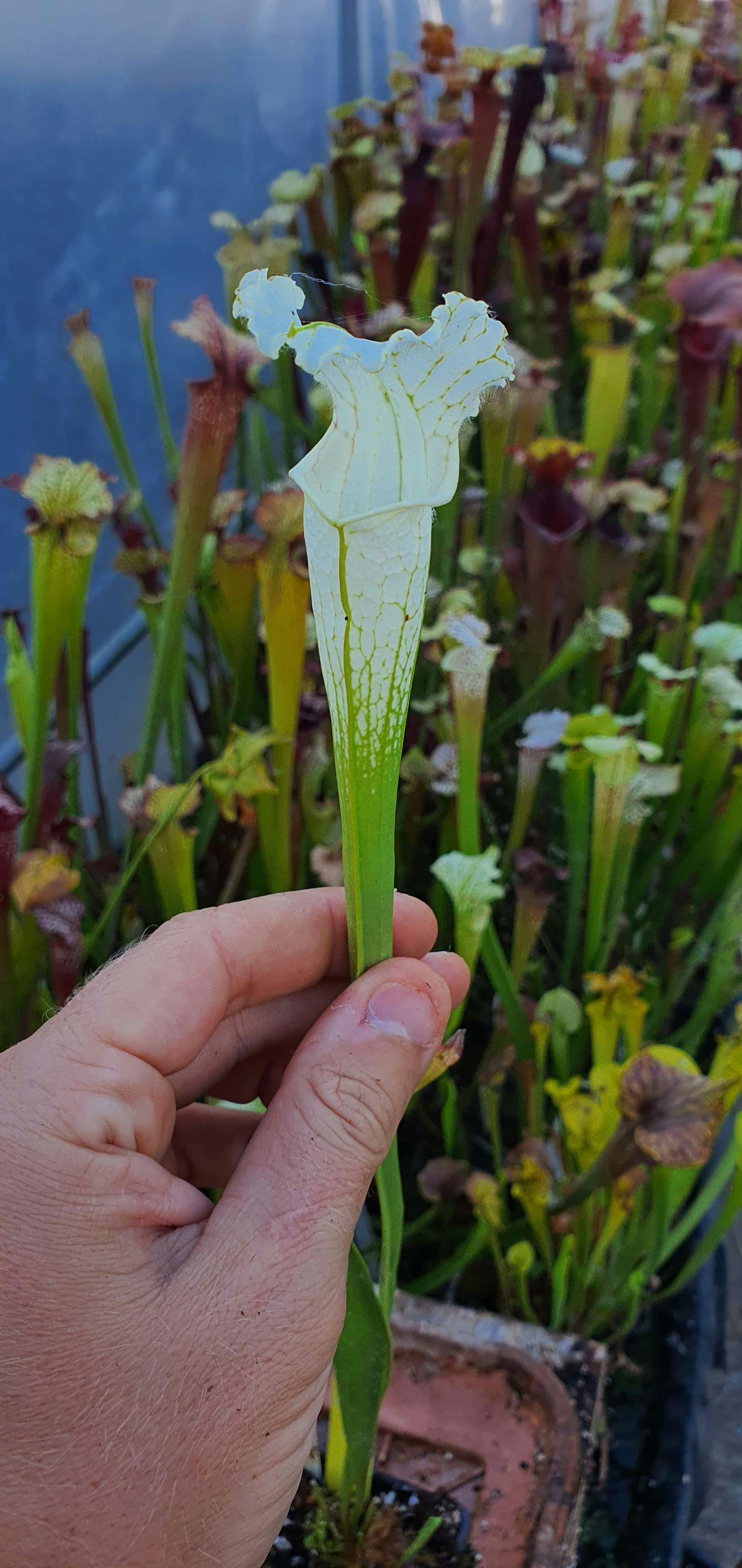 Sarracenia SA304 : Leucophylla Alba from seeds