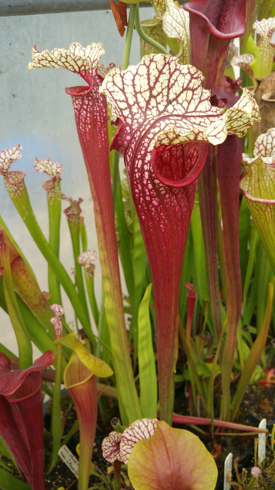 Sarracenia Moorei Wilkerson's white knight X Moorei Wilkerson's red, (OBH28)