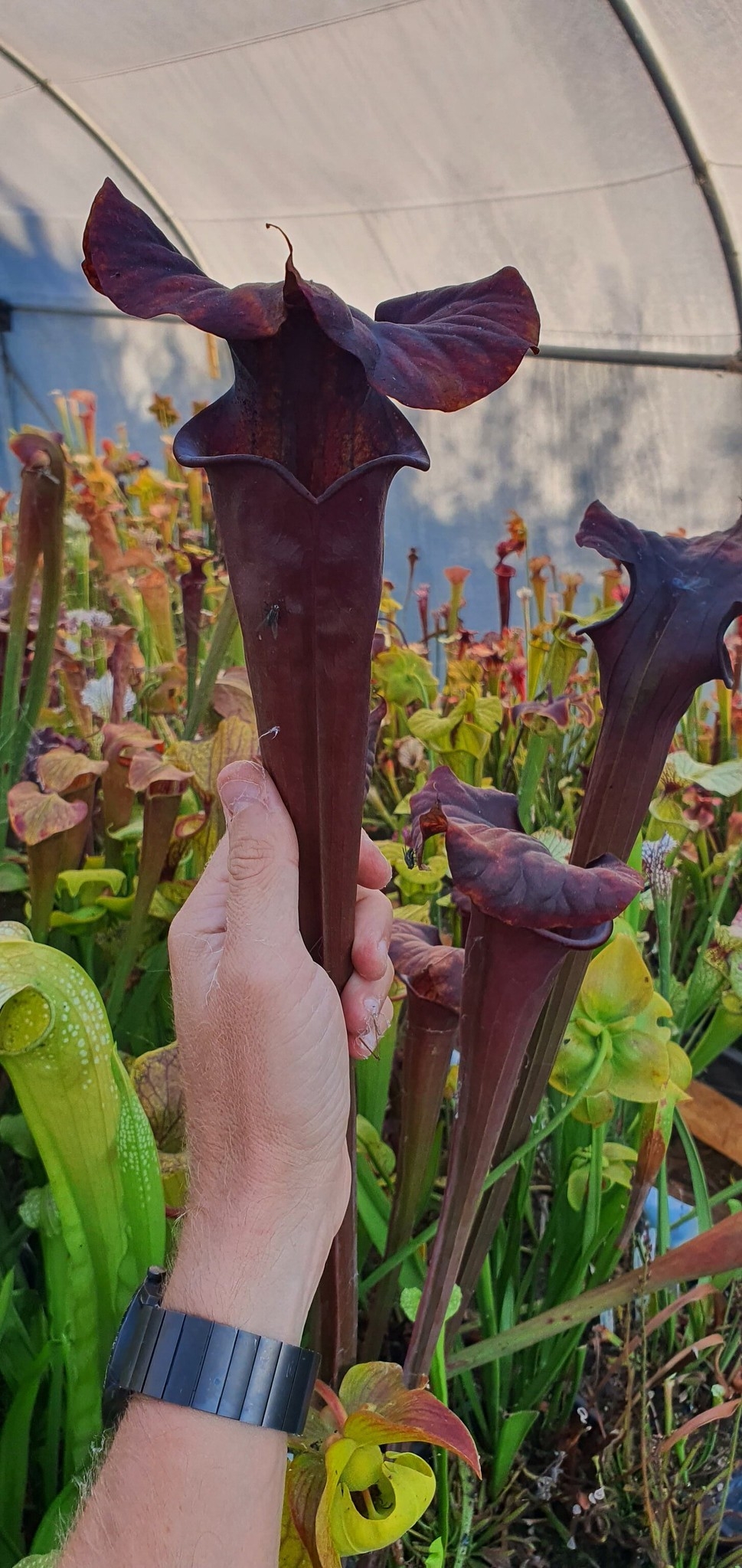 Sarracenia Flava giant Dark, 1 meter pitchers, OB seeds, (OBF6)