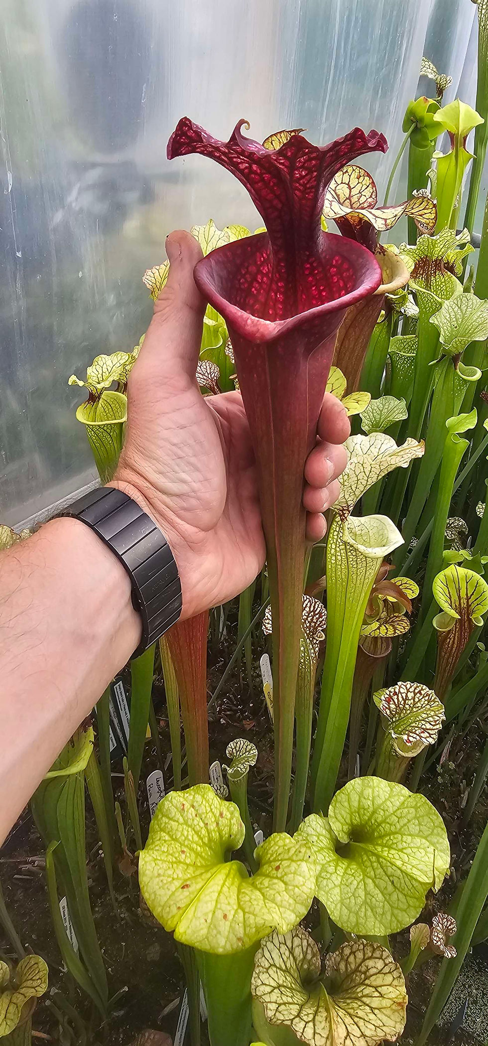 Thumbnail: Sarracenia Leucophylla pink lip X Flava Atropurpurea SFA03 CA ; (OBH155)