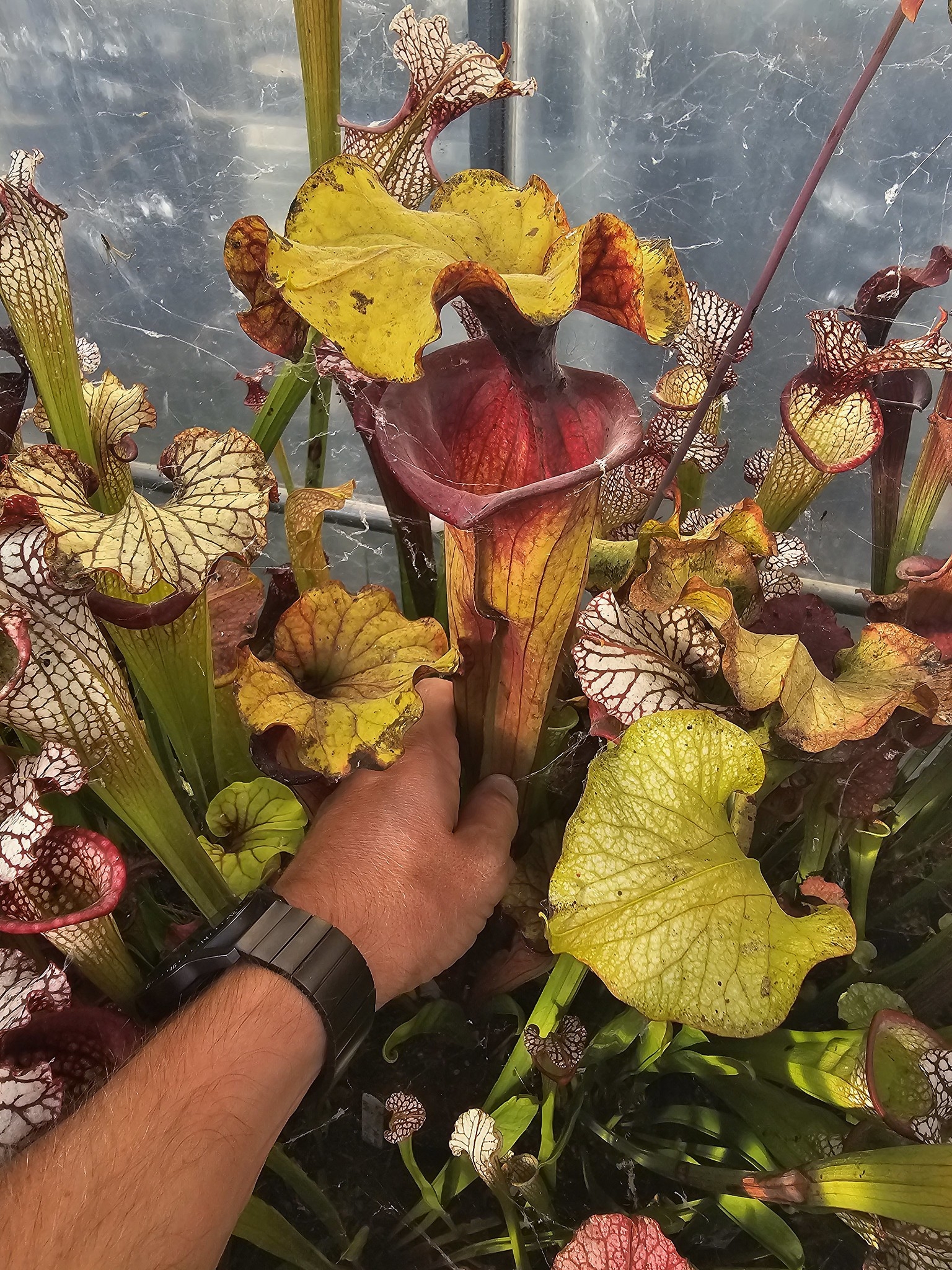 Sarracenia x Safran (OBH131)
