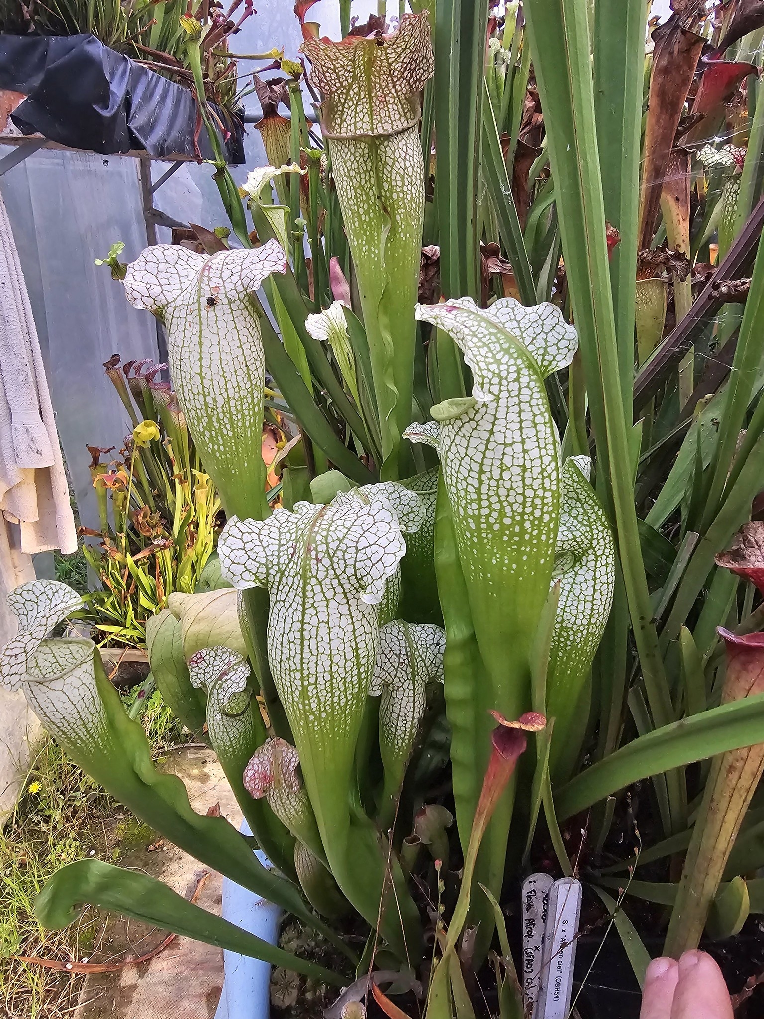 Sarracenia Swaniana X Moorei Wilkerson's White Knight ; (OBH145)