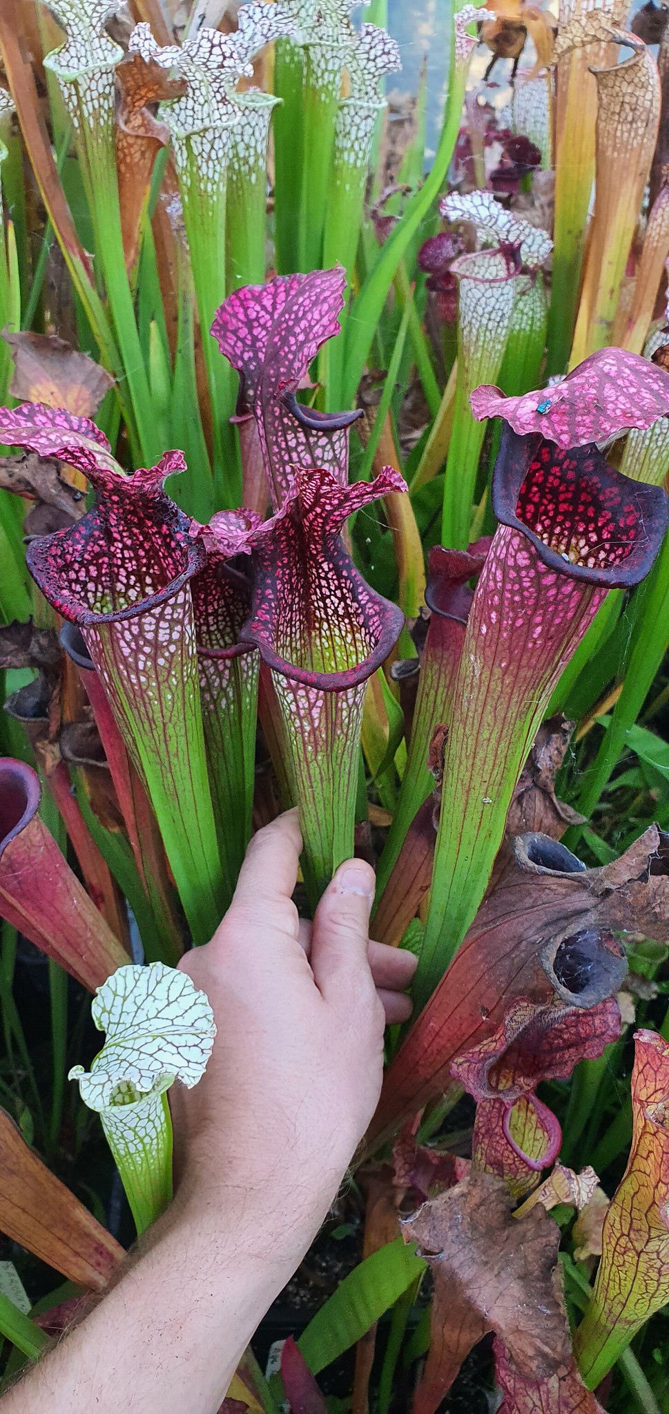 Sarracenia x 'Talisman' (OBH38)