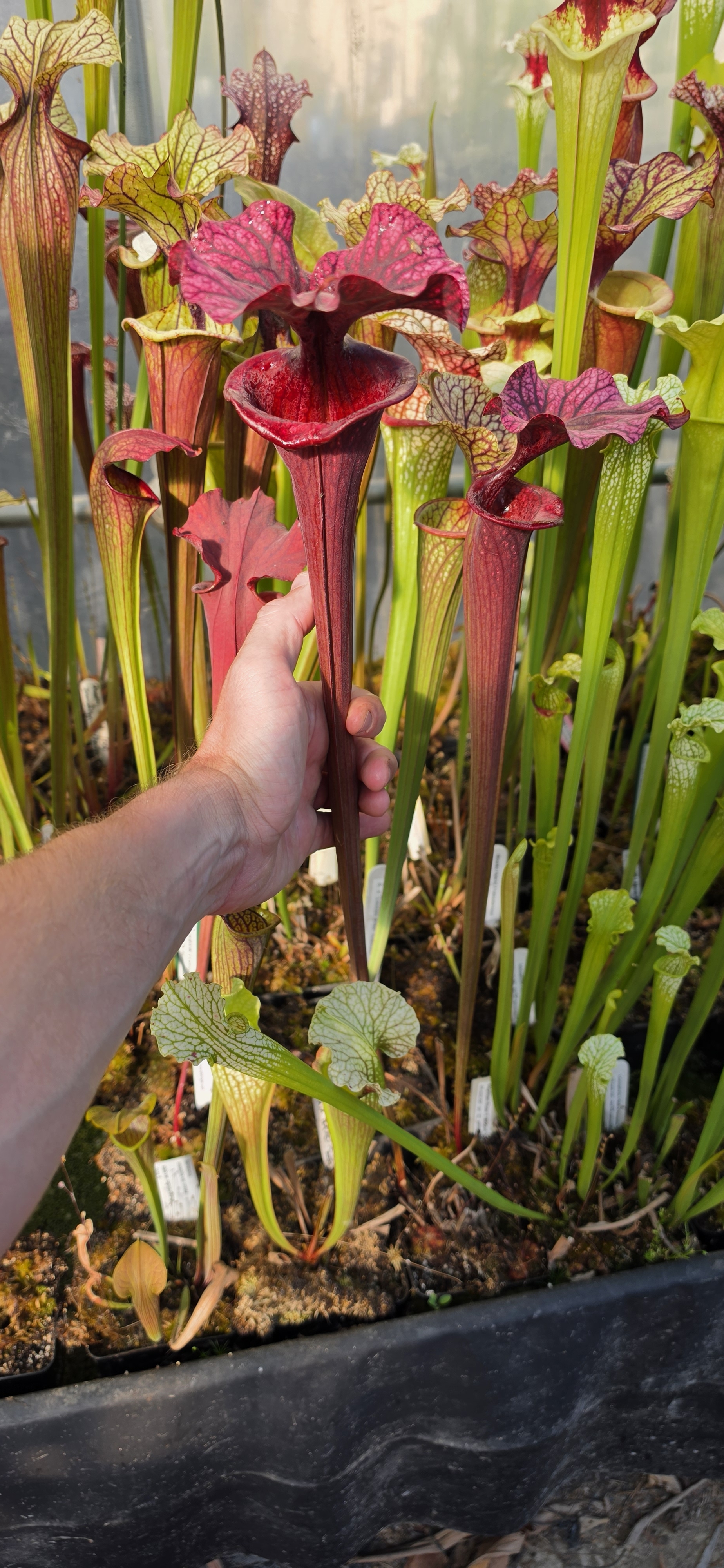 Sarracenia 'Reptilian Rose' X Moorei 'Adrian Slack' ; (OBH183)
