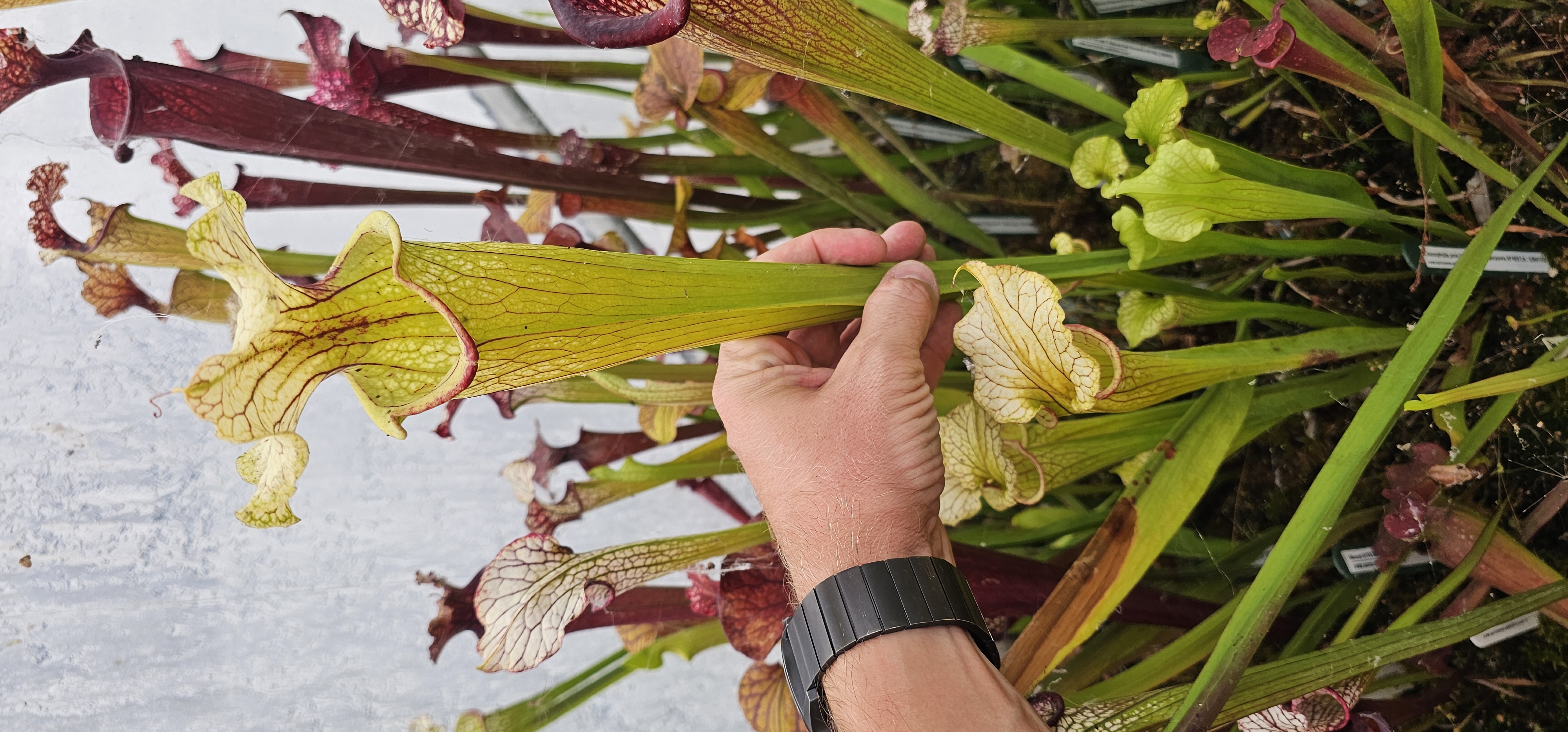 Sarracenia x Moorei Leah Wilkerson x Flava Goldie (OBH91)