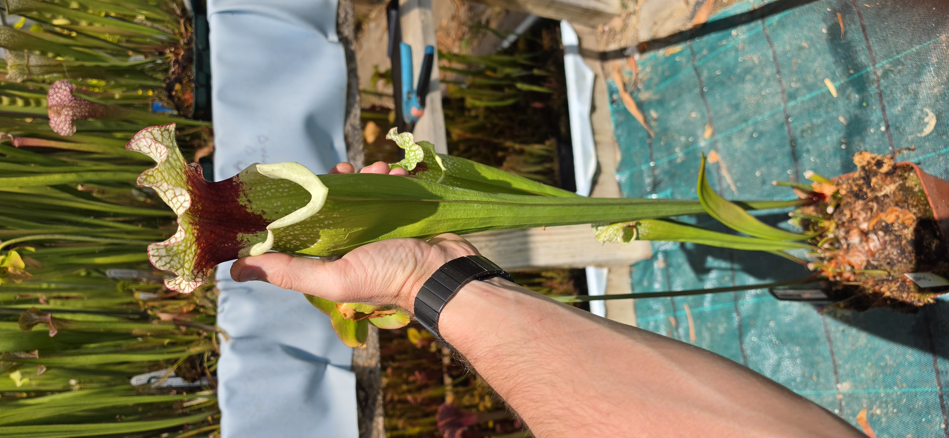 Sarracenia Moorei Leah Wilkerson X AF Mitchelliana ; (OBH102)