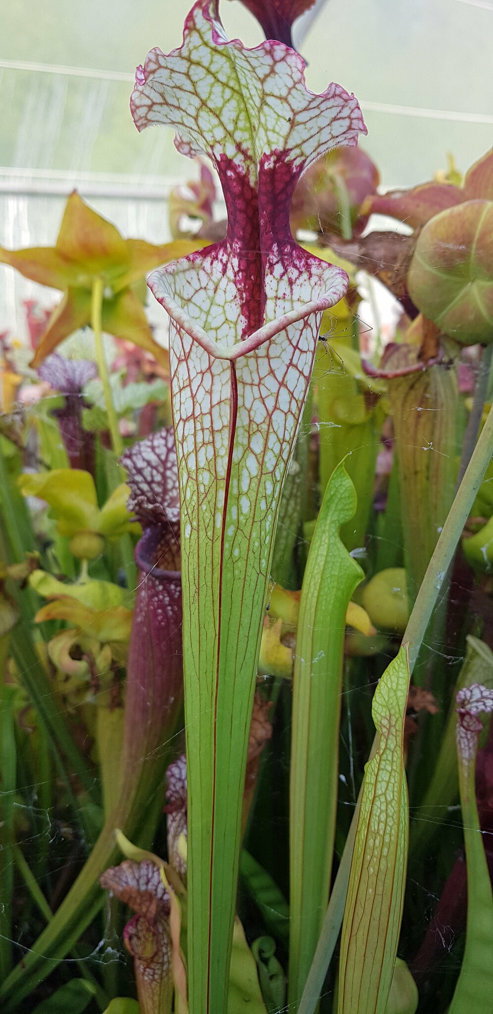 Sarracenia Leucophylla Helmuts Delight x Moorei Leah Wilkerson (OBH21)