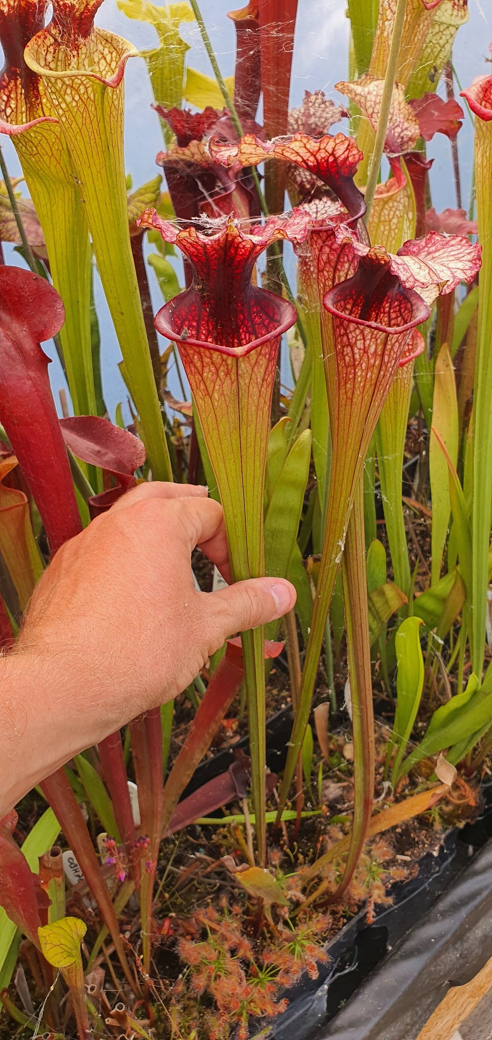 Sarracenia Leucophylla Burgundy x Flava Ornata Killer ; (OBH19)