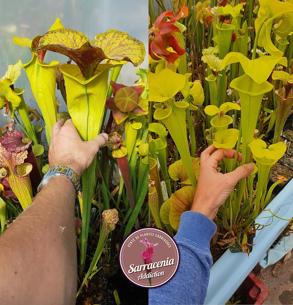 3) Sarracenia seeds 2023-2024 / carnivorous plants rare