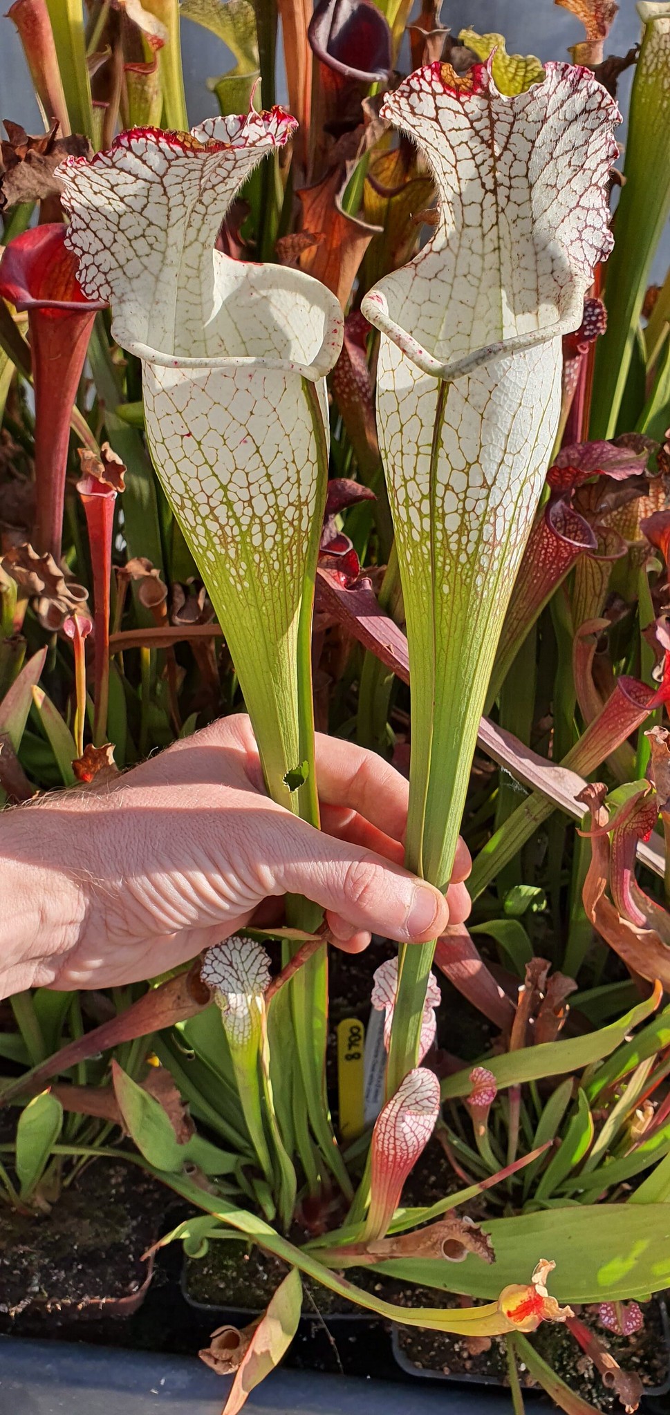 Leucophylla Franklin Co clone A x B X Leuco. Hurricane creek white clone F, OBL8