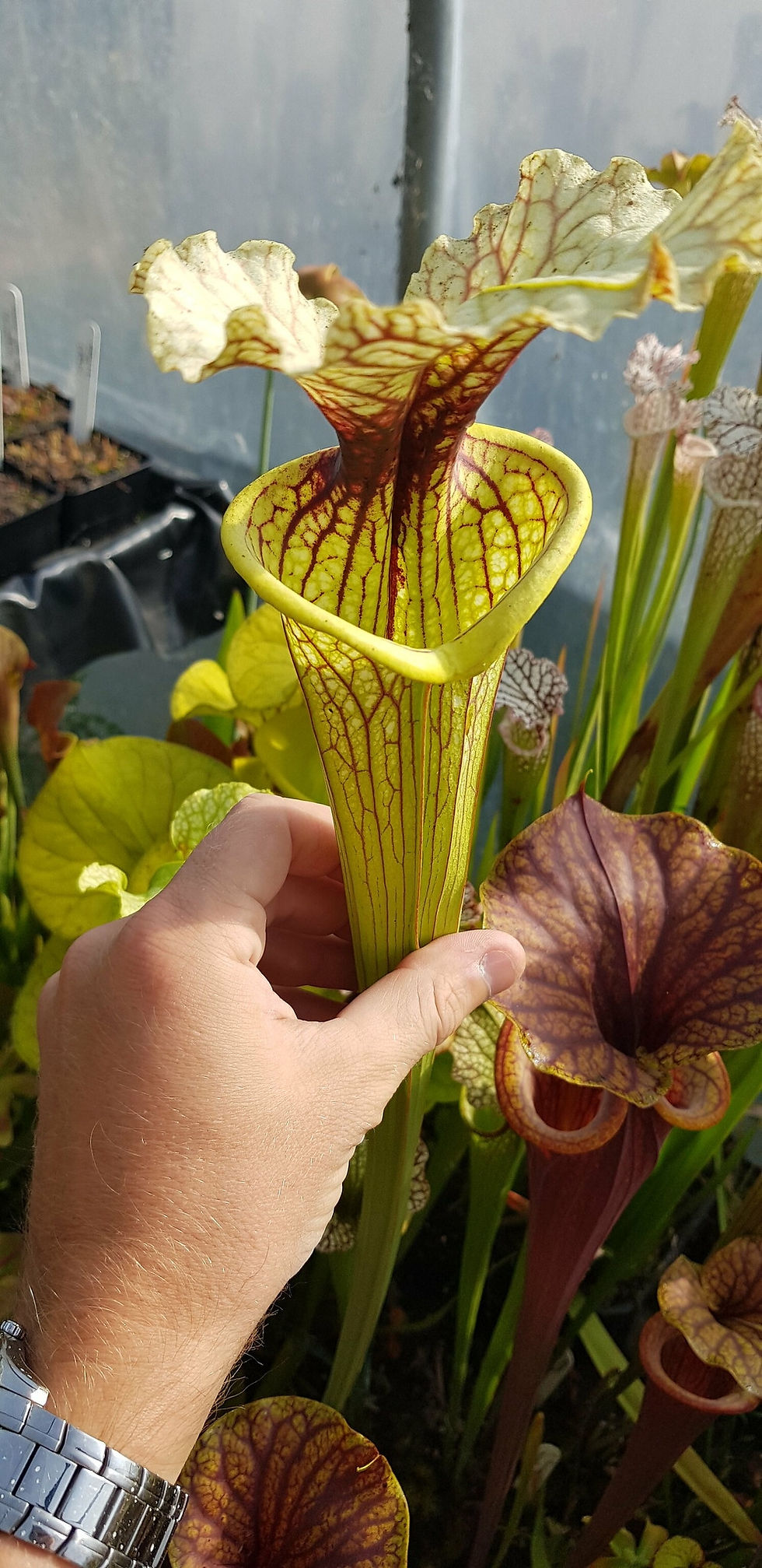 Thumbnail: Sarracenia x Leviathan