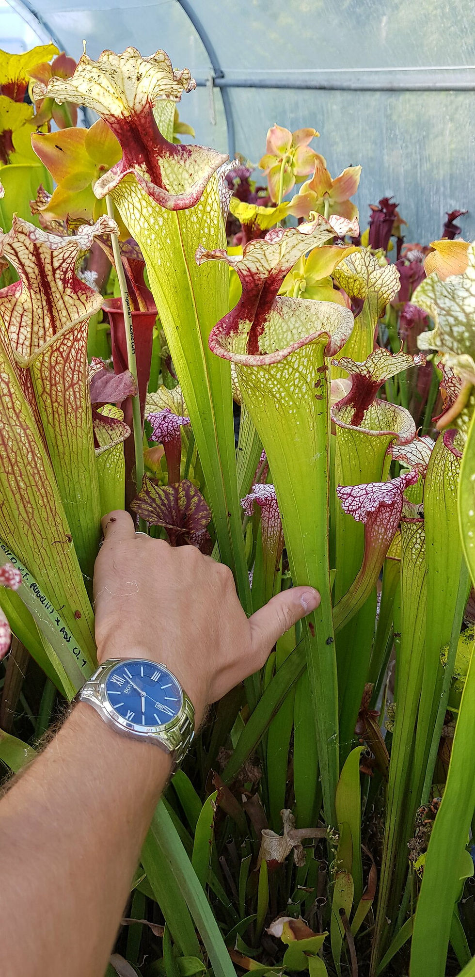 Miniaturbild: Sarracenia x Moorei 'Leah Wilkerson'