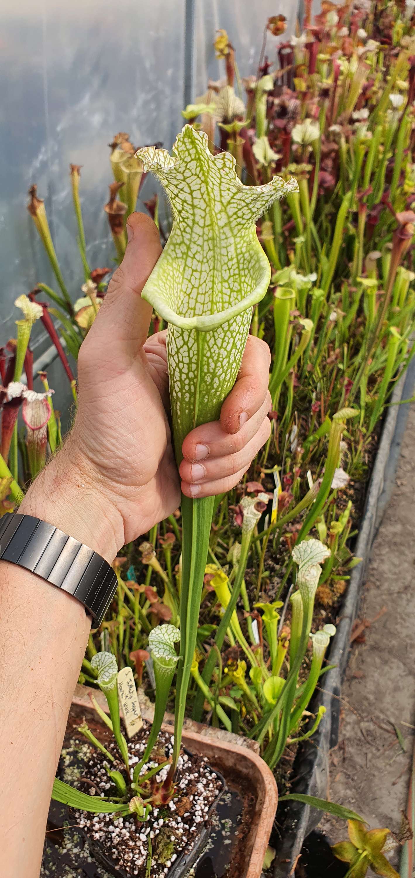 Sarracenia Juthatip Sopper x Moorei Wilkerson's white knight