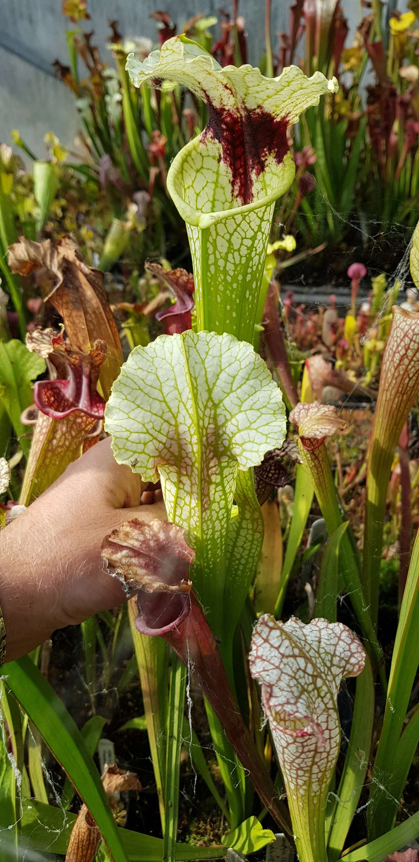 OBH2 : Moorei Bud Wilkerson Bog X Moorei Wilkerson's white knight
