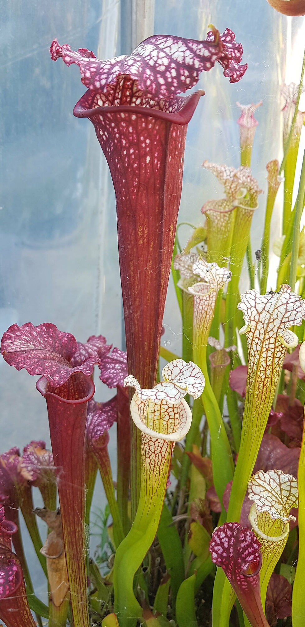 Thumbnail: Sarracenia Leucophylla 'Titan' x Wilkerson's red ; (OBH37)