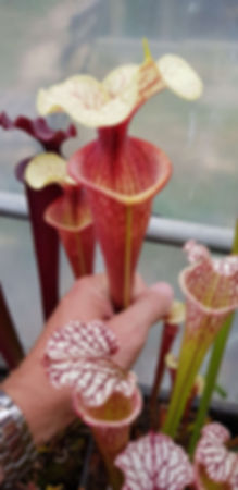 Sarracenia x "Arc en ciel" (OBH51)