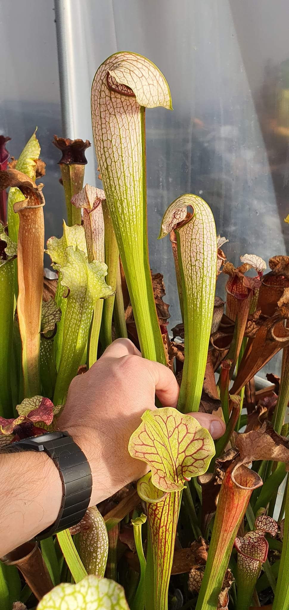 Sarracenia Areolata White Knight X Minor Okefenokee Giant OBH122 sarracenia-areolata-white-knight-x-minor-okefenokee-giant-obh122