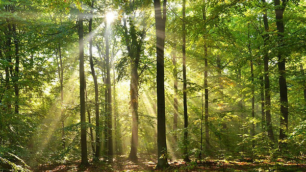 bain de forêt 3.jpg