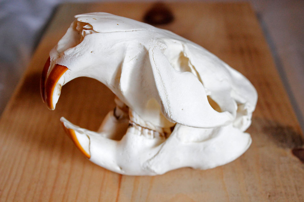beaver skull