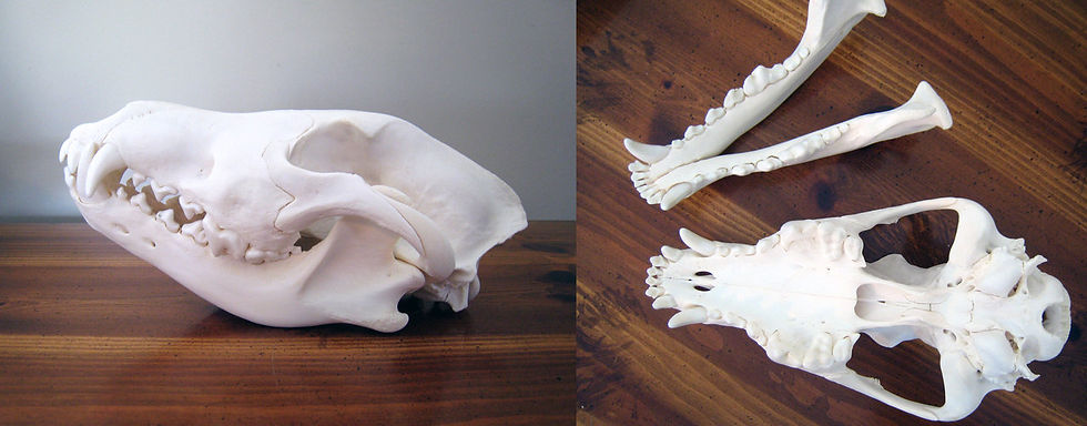 wolf skull