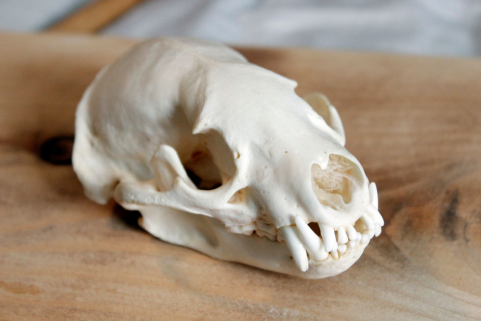 badger skull