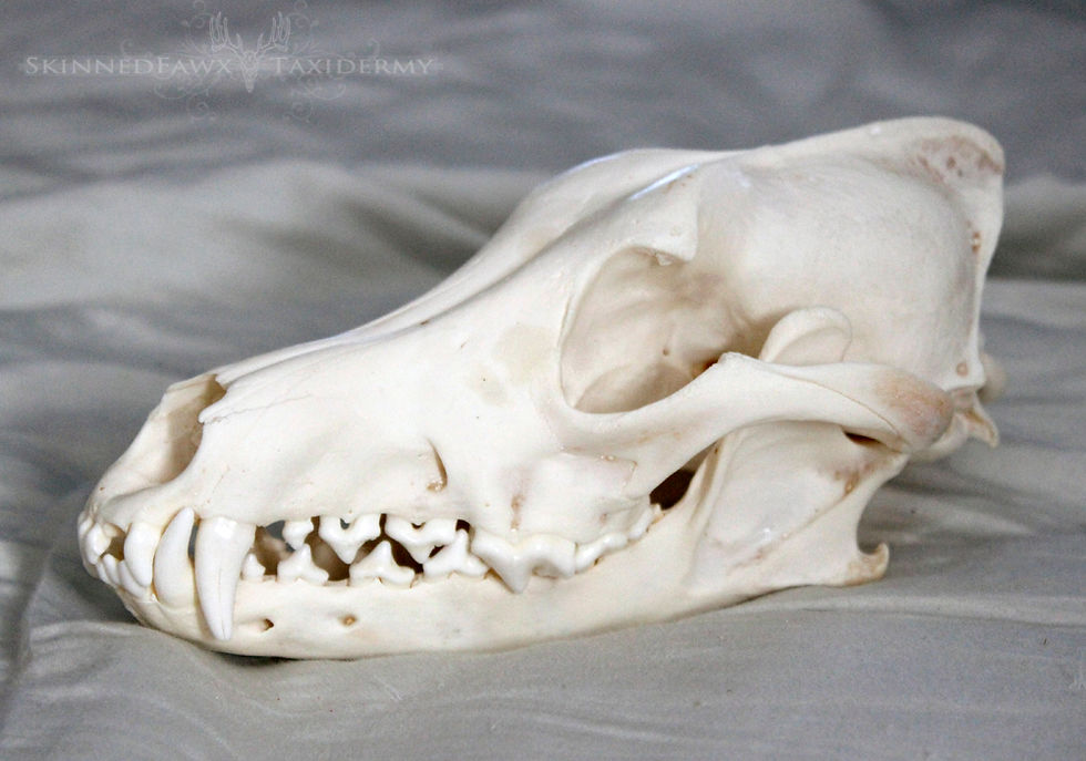 coyote skull