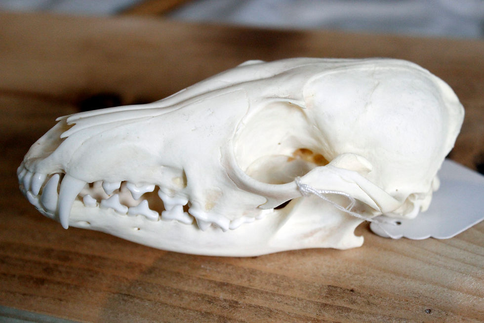 red fox skull