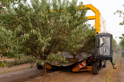 1-1-1a-Tenias-off-ground-harvester-courtesy-ABC-scaled.jpeg
