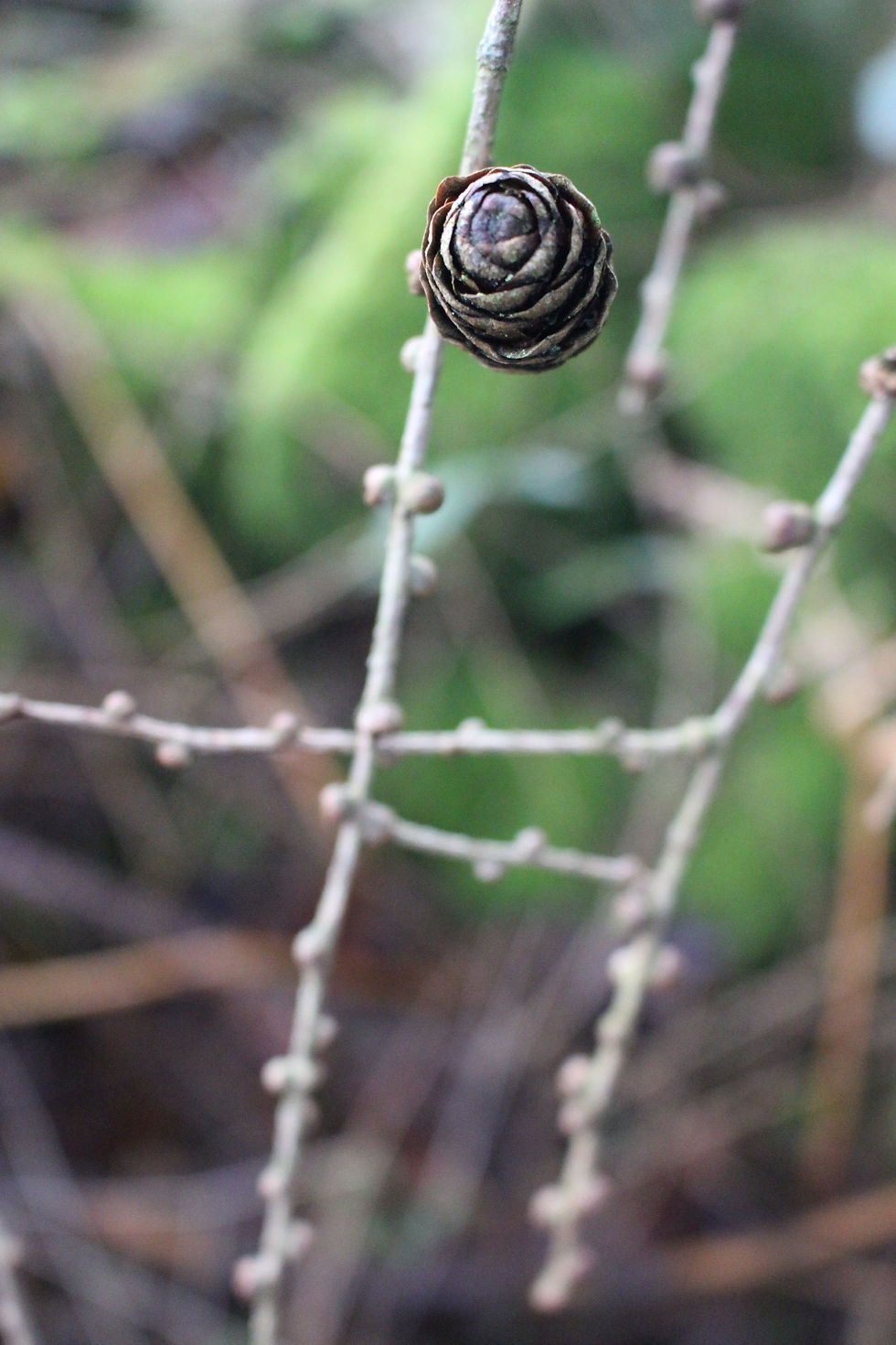 Thumbnail: Yoga Medicine Winter Solstice | 4th - 7th Dec 2026 |  Weekend Retreat