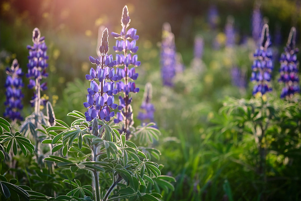 Tel Socho – A Springtime Blessing Close To Home