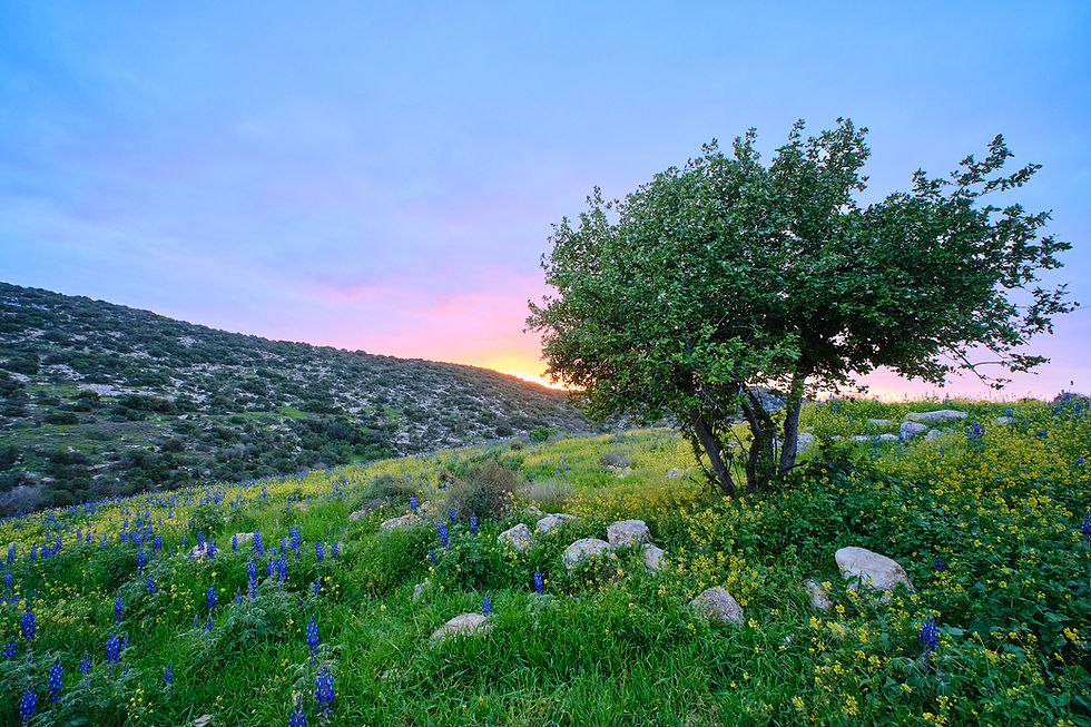 Sun Setting on the Lupine Hill