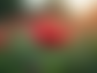 Finding Solace and Strength Through Digital Photography