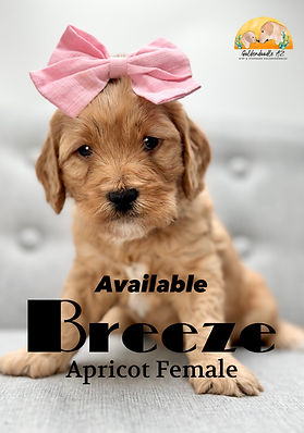 apricot mini goldendodle puppy