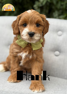 mini goldendoodle puppies for sale