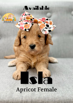 Apricot Mini/Medium Goldendoodle