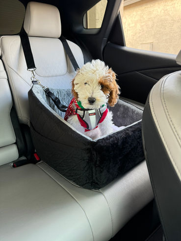 Petite Parti Goldendoodle