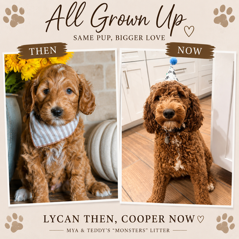 Red Micro Mini Goldendoodle