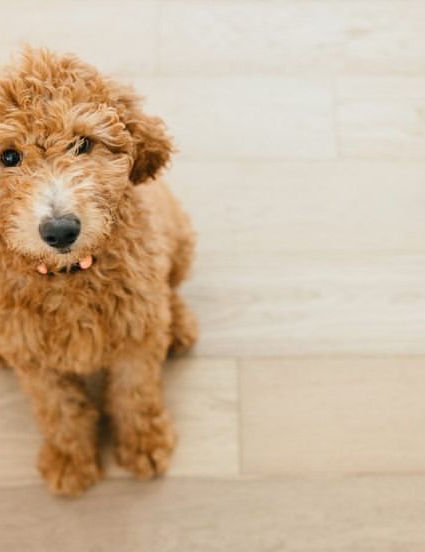 Medium Goldendoodle 