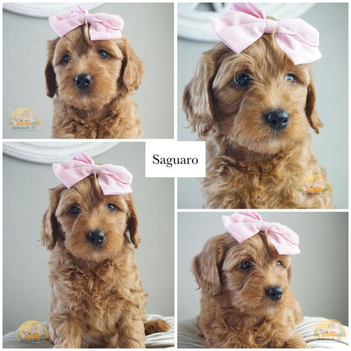 Red Micro Mini Goldendoodle