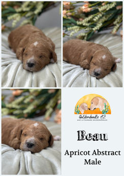 Apricot Abstract Petite Goldendoodle male 