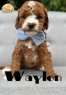mini goldendoodle puppies for sale