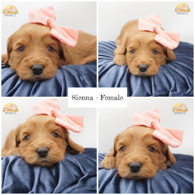 Red petite goldendoodle
multigenerational